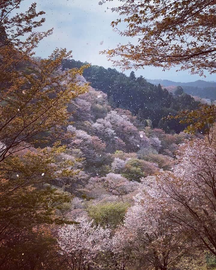 HiRAO INCのインスタグラム：「. 思いがけず導かれて辿り着いた奇跡 出会いたかった景色は、霞がかかったサクラ色 山にかかる淡い色彩に，舞い散る桜吹雪 美しかった  A shower of cherry blossoms Blesstaking」