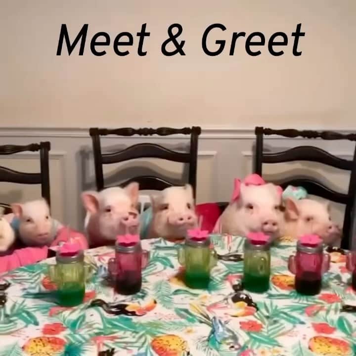 Priscilla and Poppletonのインスタグラム：「MEET & GREET! We are so excited to do our first meet & greet since 2020 later this month! Come have a pigarita and taco with us at the Jacksonville Taco and Margarita Festival in Jacksonville, FL on Saturday, April 22nd. We will be there from 1-4pm. This is a fun event for the whole family with food trucks, live music, kid activities and more. Check out the link in our bio for more info. We hope to see you there!🐷🌮 #jacksonvilletacoandmargaritafestival #jacksonville #904 #pigarita #prissyandpop」