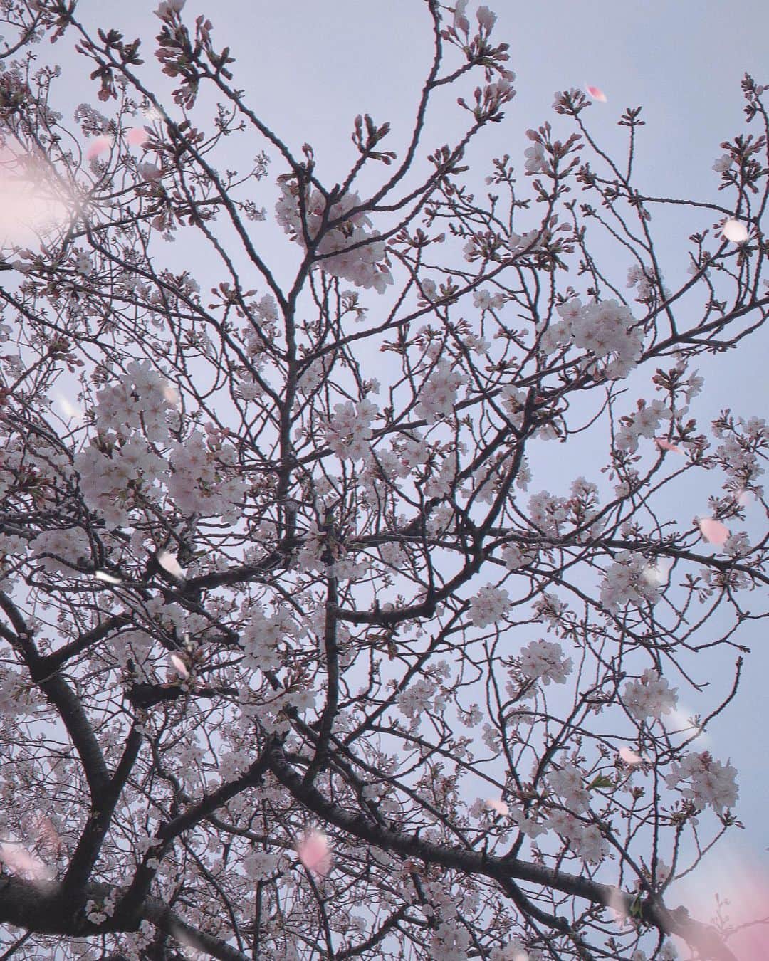 糸原沙也加さんのインスタグラム写真 - (糸原沙也加Instagram)「春度数1000000000000」4月4日 22時34分 - sayaka_itohara