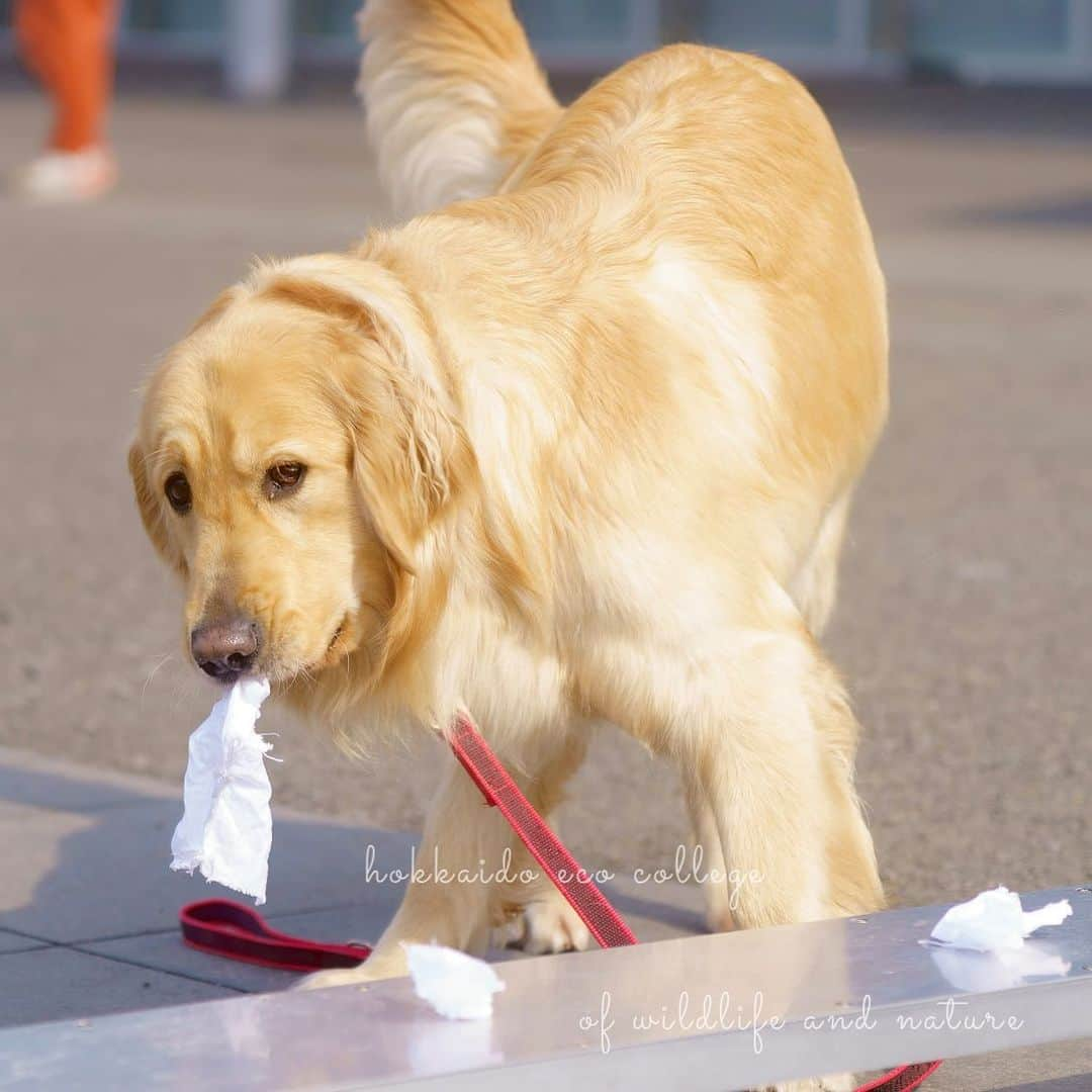 hokkaidoecoさんのインスタグラム写真 - (hokkaidoecoInstagram)「警察犬トレーニングの一幕🐾  #北海道エコ  #動物  #専門学校 #動物専門学校 #動物好きな人と繋がりたい #北海道エコ動物自然専門学校 #動物のいる暮らし #ドッグトレーナー #警察犬 #いぬすたぐらむ  #わんこすたぐらむ  #入学式 #dogsofinstagram  #dogstagram  #ゴールデンレトリバー  #goldenretriever  #policedog」4月4日 22時47分 - hokkaidoeco