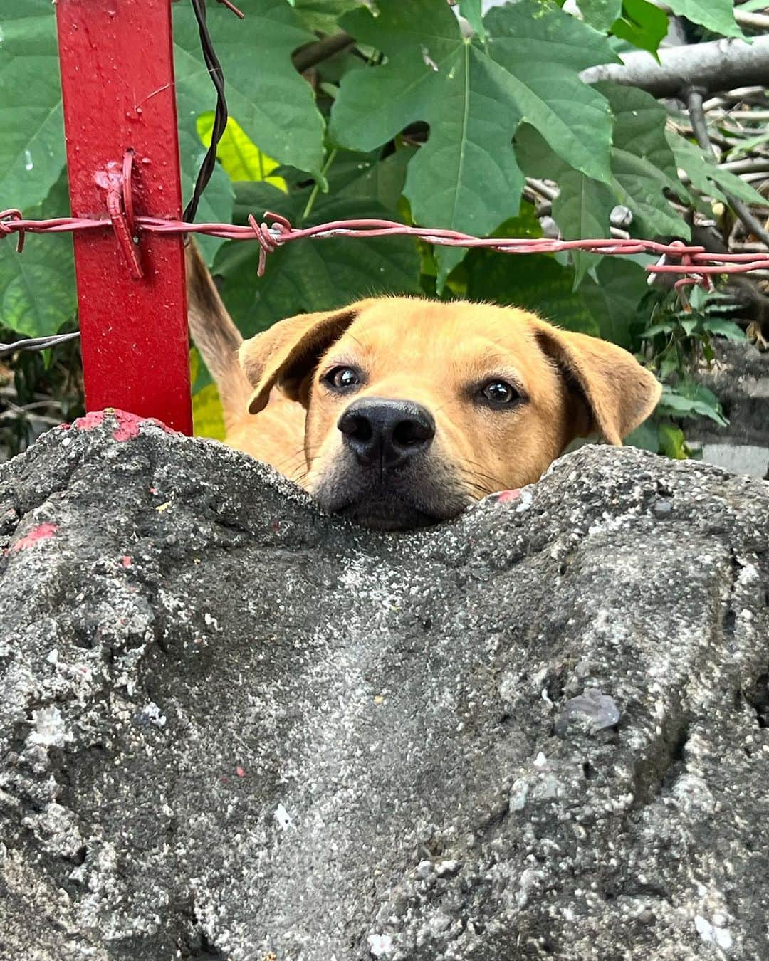 ソン・ウォンソクのインスタグラム：「필리핀 baby들 귀여워서 찍다보니🐶🐱」