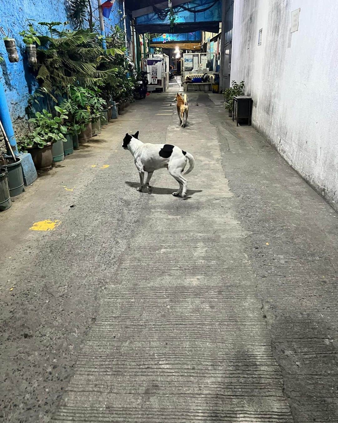ソン・ウォンソクさんのインスタグラム写真 - (ソン・ウォンソクInstagram)「필리핀 baby들 귀여워서 찍다보니🐶🐱」4月4日 22時48分 - songwonseok88