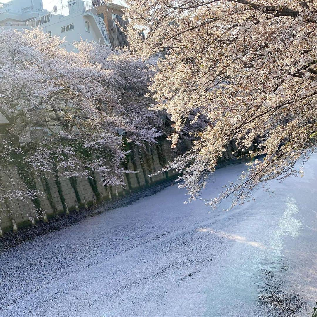 佐藤華純のインスタグラム：「. . 川に桜の絨毯が…🌸」