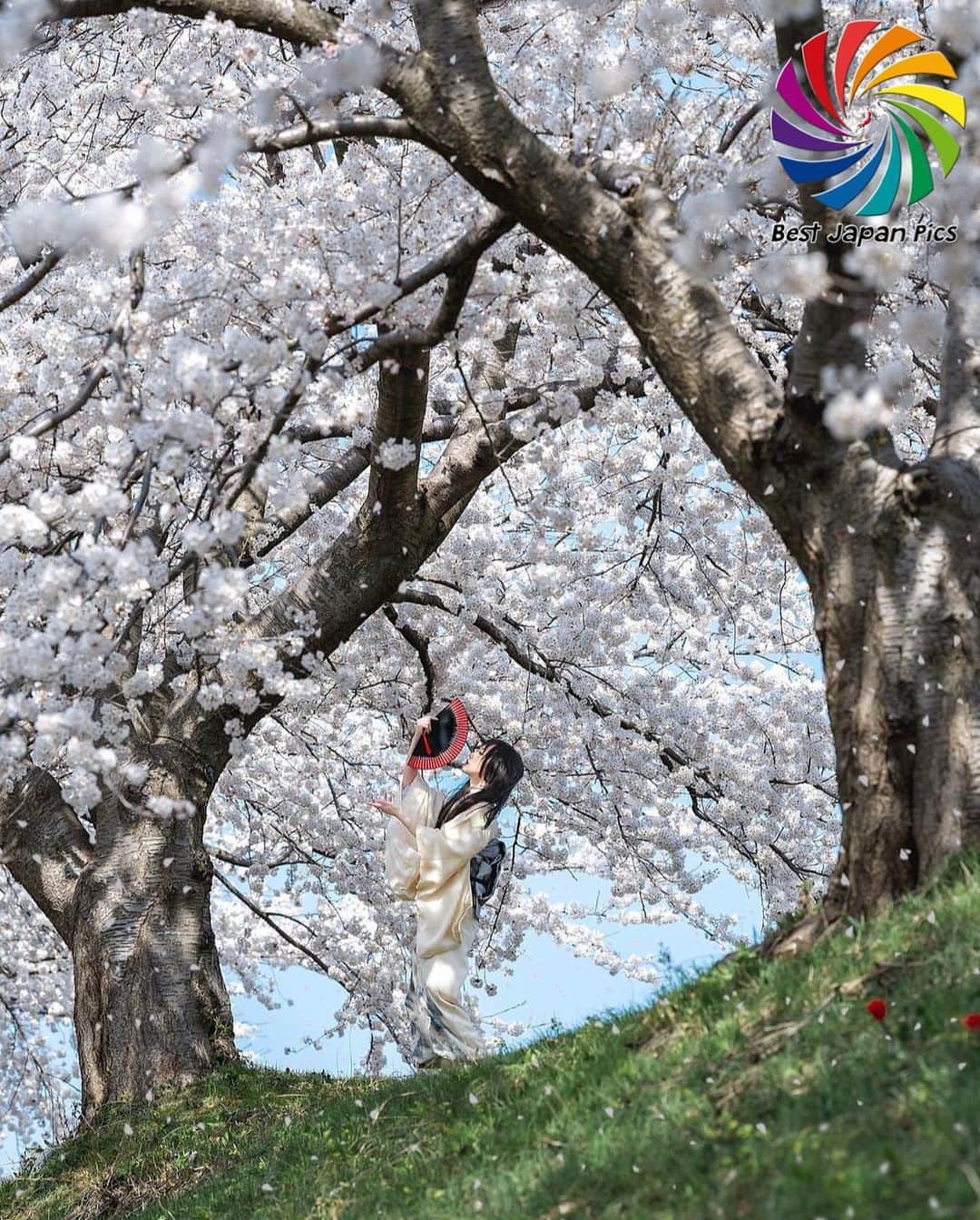 のインスタグラム：「＊---Today's Bestjapanpics---＊ . 👑Congrats to @echigoya_sukeroku  素敵なお写真へのタグ付けありがとうございます✨ . 📷 Select by @bloom4123 (Mod) 🗾 Location : 富山県 📎 Category :#桜 . *Follow us @bestjapanpics_ . *Tag #bestjapanpics  . 撮影地の都道府県をキャプション・コメントタグ・ジオタグのいずれかに入れて下さい。 . @bestjapanpics_ では日本で撮られた素敵なお写真へのタグ付けをお待ちしています✨ . Select the amazing photos every day. ダグ付けをして頂い投稿の中から 素晴らしい写真を選出させていただきます。 . . 🤝Friend hub @factory_shotz 工場の写真 @setouchi_gram 瀬戸内の魅力を . . #japan #photo #camera #landscape #nature #portrait  #日本 #写真 #カメラ #風景 #自然 #ポートレート .」