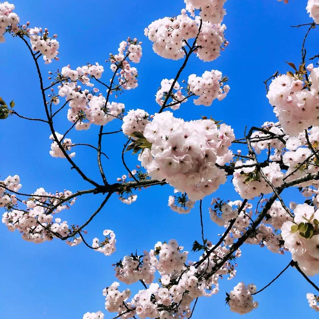 IMAGINE-hairのインスタグラム：「✨休日✨  だいぶ葉が出てたけど、まだまだキレイでした🌸  桜を見ると癒やされる🌸 日本の誇り🌸  秋山はこんな美容師です。 ✄30代、40代、50代のお客様から支持して頂いてます。 ✄ショートスタイル、ボブスタイルが大得意です。カット技術には自信あるので、まとまりやすく朝のスタイリングを楽にします。 ✄生えグセ、髪質、頭の形等をしっかり見て、顔の黄金比に合わせて小顔小頭スタイルにします。 ✄かれこれ20年。髪質、ヘアスタイル、頭皮の事等どんな悩みもお任せ下さい。  IMAGINEは、こんな方におすすめのヘアサロンです ❁トップをふんわりさせたい方 ❁つむじ割れが気になる方 ❁毎日のスタイリングを楽に決まるようにしたい方 ❁パサつき、ぺたんこ、うねり、頭皮トラブルなど大人女性のお悩みを持たれてる方 ❁小顔、小頭にしたい方  IMAGINEでは、、、 ・髪の毛、頭皮の様々なお悩みを解消します。 ・パサつき、ぺたんこ、うねり、細毛、抜け毛など大人女性のお悩みもお任せ下さい。 ・日本で唯一のパーマでぺたんこ、つむじ割れを解消します。 ・毎日のスタイリングが楽になるように傷めずまとまり長持ちするヘアスタイルを提供します。 ・顔、頭の黄金比(美しく見えるバランス)をベースに小顔、小頭のヘアスタイルにします。  【IMAGINE天神橋店の料金】 ❁カット　¥6,600 ❁カット＋ファイバープレックスカラー　¥15,950 ❁カット＋ファイバープレックスカラー＋トリートメント　¥20,570 ❁根元ふんわりパーマ＋カット　¥14,850 ❁つむじ割れ解消ポイントパーマ＋カット　¥11,550 ❁酸性ナチュラルストレート＋カット　¥18,150  【アクセス】 〒530-0041 大阪市北区天神橋３−６−２２ TEL  ０６−６３５１−８０２０  詳しくはホームページをご覧ください www.imagine-hair.com  【定休日】毎週月曜日、第2,3,5火曜日  【受付時間】 　【火】12：30～18：00 　【水−土】10：00～18：30 　【日・祝】10：00～17：30  ご予約や気になる方、メニューなどのご相談は お電話(０６−６３５１−８０２０)もしくはDMからお気軽にご連絡下さい❁¨̮   #ショートヘア#ショートヘアスタイル#ボブ#ボブショート#ボブヘアスタイル#ボブヘア#パーマヘアスタイル#インナーカラー#デジタルパーマ#ストレートパーマ#メンズパーマ#ファイバープレックス#艶#30代ヘア#40代ヘア#50代ヘア#小顔#小頭#トップふんわり#ヘッドスパ#天神橋美容室#天満美容室#南森町美容院#天神橋美容院#天満#南森町#天神橋#天神橋筋商店街」