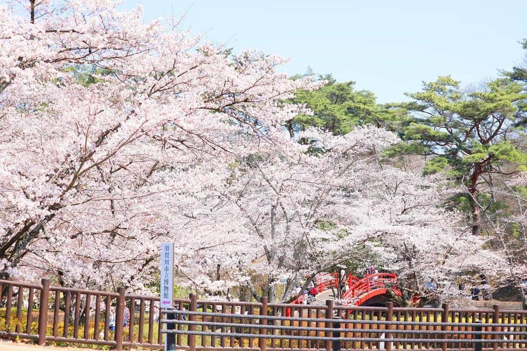 ブライダル グランシア須賀川《福島県須賀川市：結婚式場》さんのインスタグラム写真 - (ブライダル グランシア須賀川《福島県須賀川市：結婚式場》Instagram)「＼グランシア桜祭り開催／  目の前の翠ケ丘公園の桜も ちょうど今満開で見頃を迎えてます🌸  グランシアでは今週末の 9日(日)10:00〜15:00 桜祭りを開催します✨  ●料理長特製の手作り肉まん ●パティシエ特製の桜あんパイ ●新作桜スイーツ各種  数量限定で販売予定💕  さらに、人気のカレー専門店 笑夢カレーがキッチンカーで出店決定😆  9日は、須賀川の街中でRojimaも開催されるので、ダブルでお楽しみいただけたら嬉しいです☺️  皆様のお越しをお待ちしてます✨  ☆。・。・。・。・。・。・。・。・。・☆  🌿須賀川の結婚式場 　【グランシア須賀川】  🌿住所　福島県須賀川市池上町７４ 🌿TEL　0248-75-1166 🌿FAX　0248-76-0484 🌿mail　info@grancia.jp 🌿公式HPでは最新情報を日々更新中♪ www.grancia.jp  🌿LINE公式アカウントも登場！ お得な情報を受け取るには、以下のリンクから友だち追加してください◎ https://lin.ee/1cChnUR  🌿フェアのご予約は、公式ホームページから、または公式LINE、お電話からも受付中♡  ☆。・。・。・。・。・。・。・。・。・☆   #須賀川の結婚式場 #須賀川結婚式 #グランシア須賀川 #グランシア #オリジナルウェディング #wedding #happy #プレ花嫁 #プレ花婿 #貸切 #結婚式 #ブライダル #オシャレ #人気式場 #幸せ結婚式 #ナチュラル #japan #sukagawa #フォトウェディング #緑 #スイーツ」4月4日 23時21分 - granciasukagawa