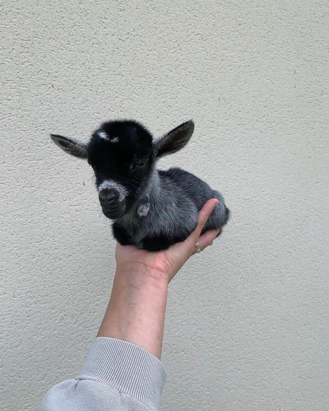 animalsさんのインスタグラム写真 - (animalsInstagram)「Cutest baby goat ever? 🐐 TAG someone to make them smile 🖤 Video by @chevre_toy_miniature」4月4日 23時30分 - babyanmlpics