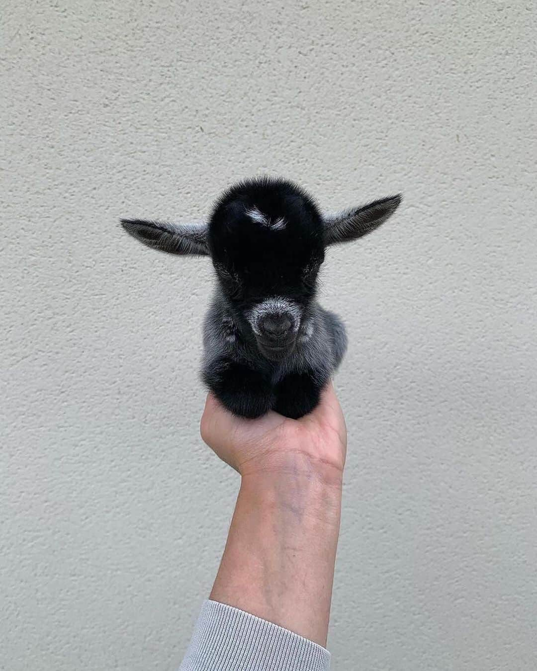 animalsのインスタグラム：「Cutest baby goat ever? 🐐 TAG someone to make them smile 🖤 Video by @chevre_toy_miniature」