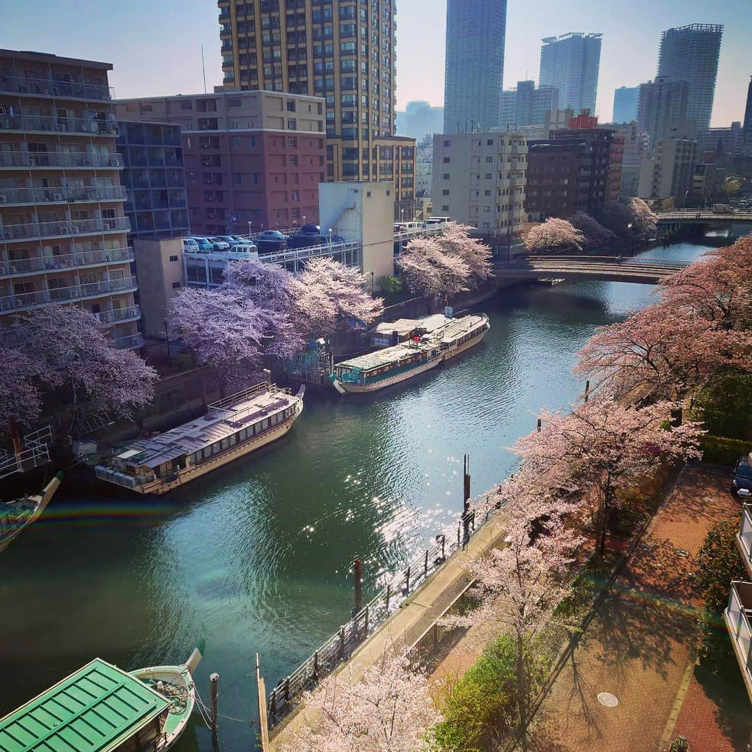 上杉隆さんのインスタグラム写真 - (上杉隆Instagram)「はるのうららの〜🌸」4月4日 23時31分 - takashiuesugi