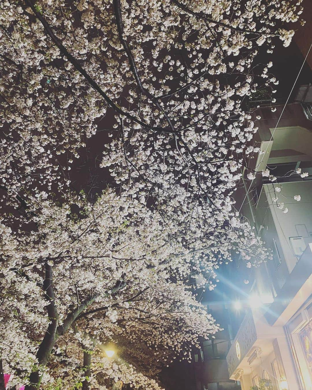 仮谷せいらのインスタグラム：「お仕事終わりに 中目黒の桜を見てきました🌸 雨が降った後だったけど 今年も散る前に見れてよかった☺️  咲いてるところも好きだけど ヒラヒラ舞ってるのも好きだな〜🌸🌸」