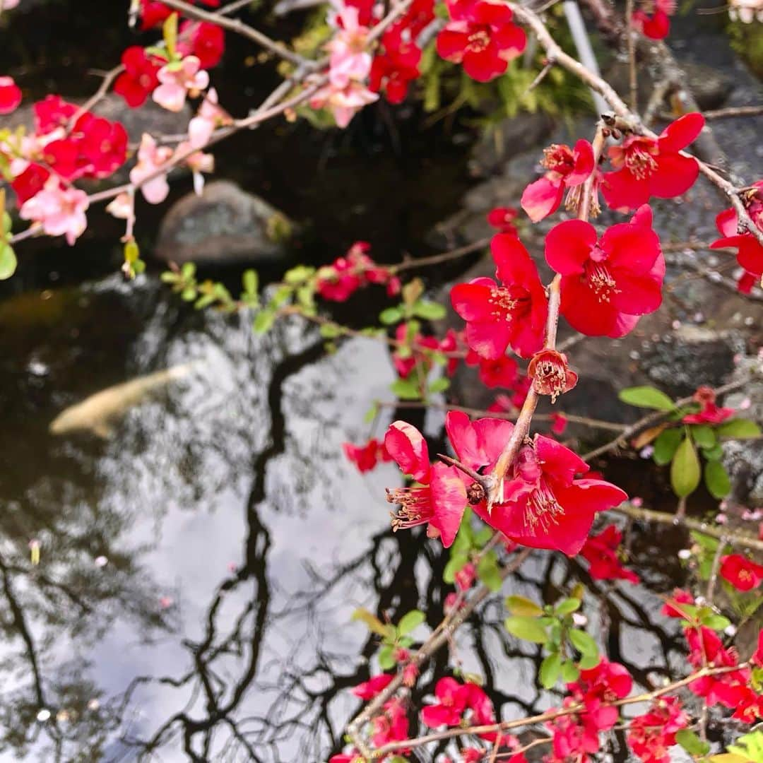 時川りおさんのインスタグラム写真 - (時川りおInstagram)「Japanese garden is in full bloom🌸  †††††††††††  春爛漫、長谷寺にて🌸  #flowerstagram #fullbloom #flowers #japanesegarden #日本庭園　#長谷寺　#鎌倉　#花のある暮らし #春の花 #江ノ電」4月4日 23時33分 - riotokikawa_doll