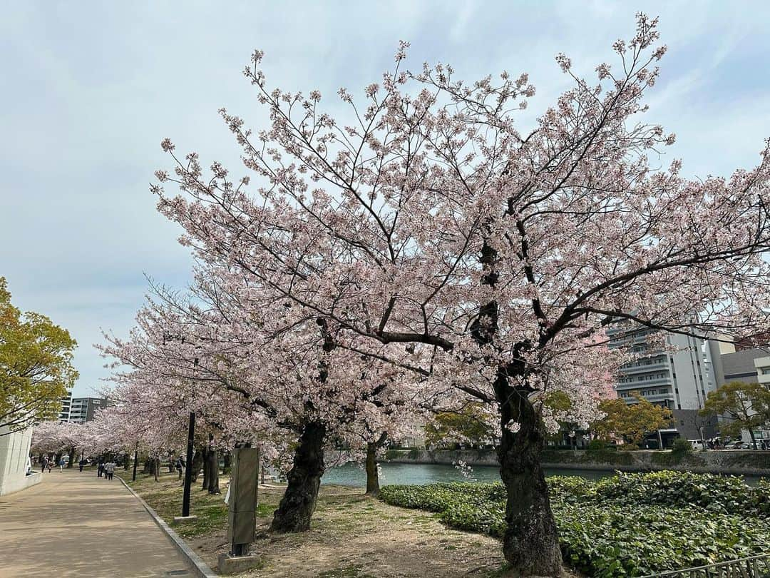 大隅智子さんのインスタグラム写真 - (大隅智子Instagram)「どこも懐かしい風景です。広島の平和公園や元安川沿いの桜、とてもきれいです！ ピークを過ぎつつあります。 #広島　#平和公園　#元安川　＃桜」4月4日 23時41分 - tomokotenki