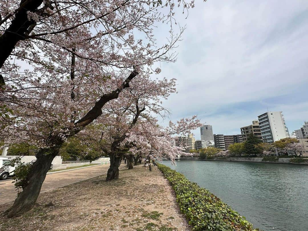 大隅智子さんのインスタグラム写真 - (大隅智子Instagram)「どこも懐かしい風景です。広島の平和公園や元安川沿いの桜、とてもきれいです！ ピークを過ぎつつあります。 #広島　#平和公園　#元安川　＃桜」4月4日 23時41分 - tomokotenki