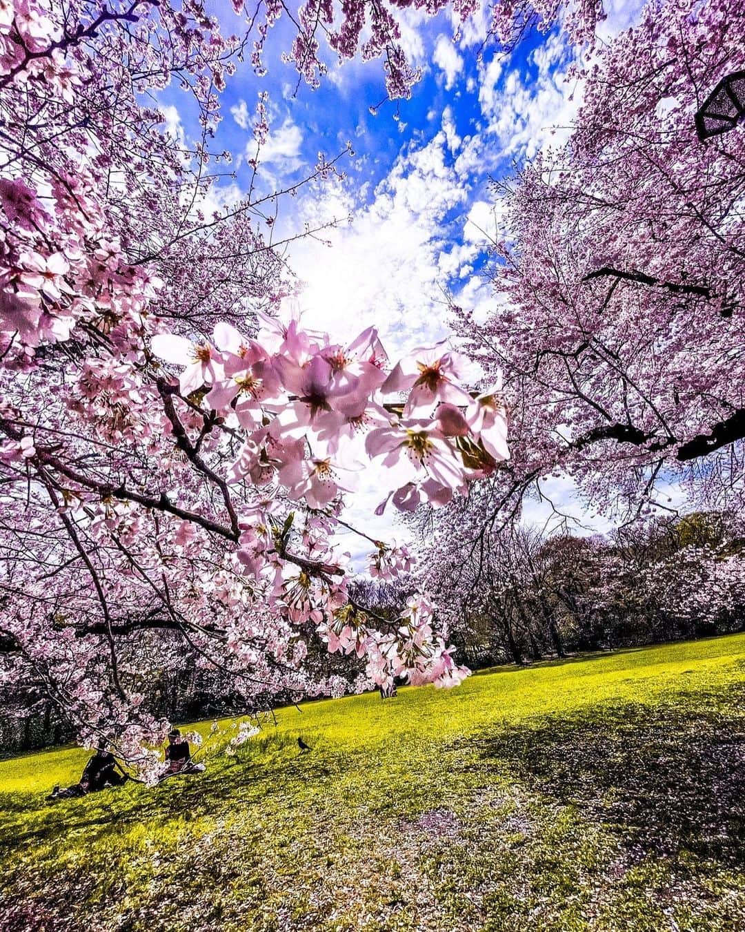 INORANのインスタグラム：「Beginning of a new life.  #cherryblossom」