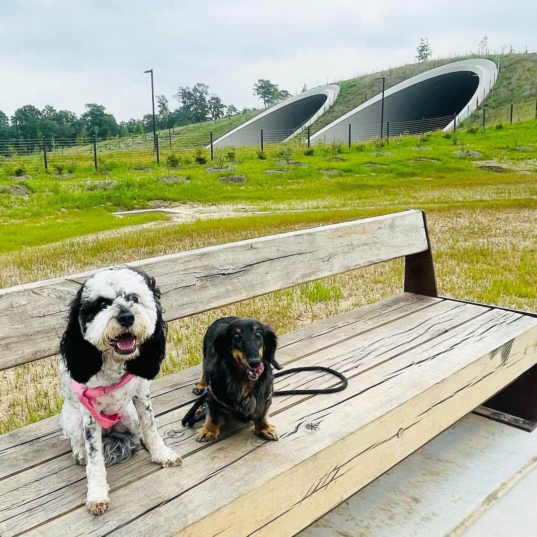 エリザベス・ハードキャッスルのインスタグラム：「新しいエリアがオープンしたMemorial Park 🌿  暑い暑い時期がヒューストンにやってくる前にたっぷりお散歩  ランニングやピクニックにも良さそう！🐾  二匹ともお疲れ様♡特にルパン(16)見事な歩きっぷりでした👏  #houstonlife #ヒューストン生活　#memorialpark #furfriends」