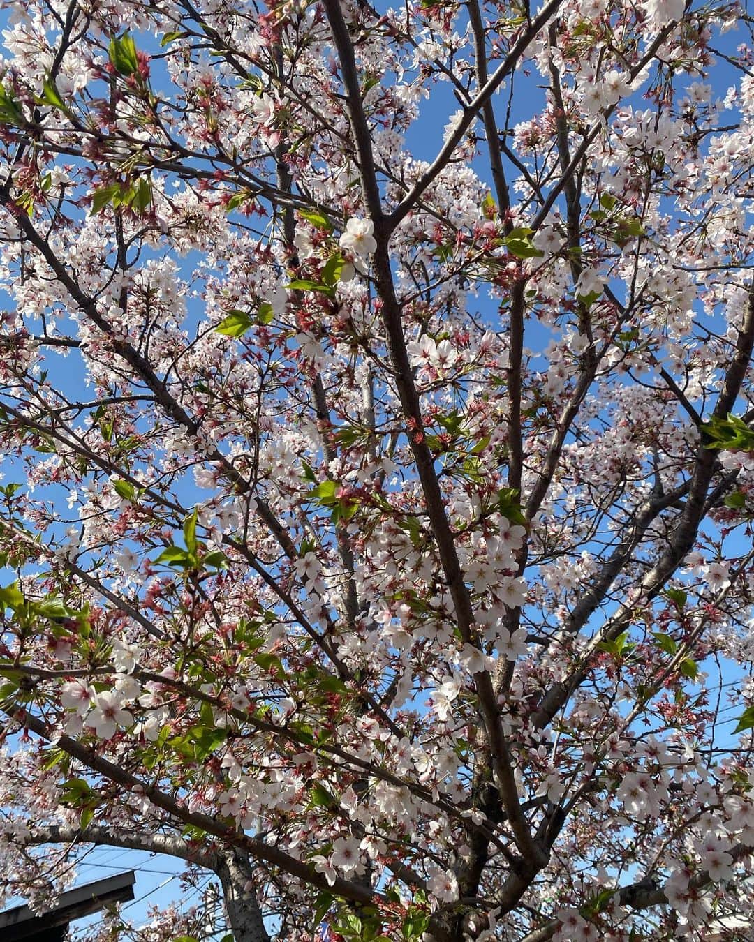 上野優華のインスタグラム：「4月に入りましたね☺️🌸 葉桜も大好きだなって気づいた昼下がりを過ごしお洋服やら化粧品を見に行ったはずなのに何故かKALDIでドレッシングとお菓子を買いました。KALDI魅力的すぎる。  #春 #4月 #新生活 #葉桜 #お花見 #🌸 #KALDI」