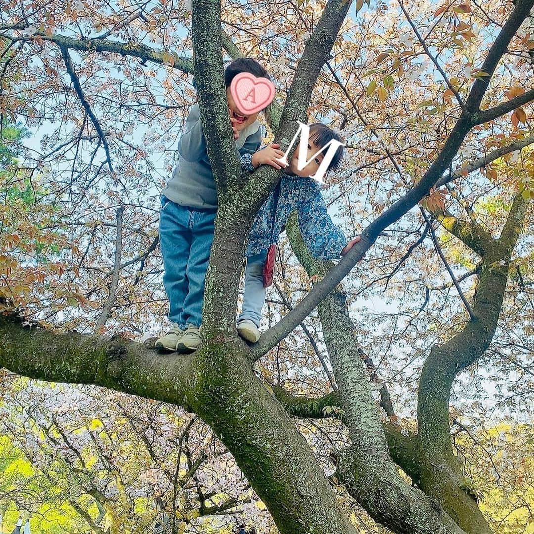 のインスタグラム：「わんぱくな子供たちとお花見🌸がてらお弁当🍱持って公園遊び🎵  木登り🌳に大縄、ボール遊びや鬼ごっこ、エンドレスな体力についてくのがやっとだけど涼しくてちょうどいい気候でグリーンに囲まれて気持ちいい＾＾❣️  お兄ちゃんに負けじと木によじ登って、『怖い怖い💔』と言いながらミミズを木の枝でツンツンしてみたり、集まると会話がすっかり女子だったり、4歳の女の子たち面白くてかわいい🤭  #ks_23✨ #ks_kyoto✨ #関西ママ #京都ママ #男の子ママ #女の子ママ #ママライフ #ママリ #コドモノ  #6歳 #4歳 #こどもとおでかけ #👦🏻👧🏻 #S⭐️_ #M🍒_  #s⭐️m🍒」