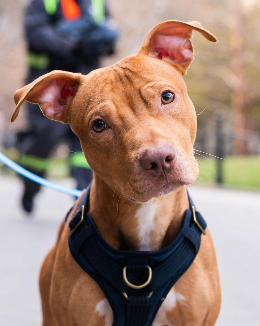 The Dogistさんのインスタグラム写真 - (The DogistInstagram)「ADOPTABLE: Patrick, Pit Bull mix (1 y/o), Washington Square Park, New York, NY • “We’re fostering him through NYC Second Chance Rescue. He’s super affectionate and loves to sit on your lap. He’s still learning to go to the bathroom outside, but we’re getting there.” Adoptable via @nycscr」4月5日 0時29分 - thedogist