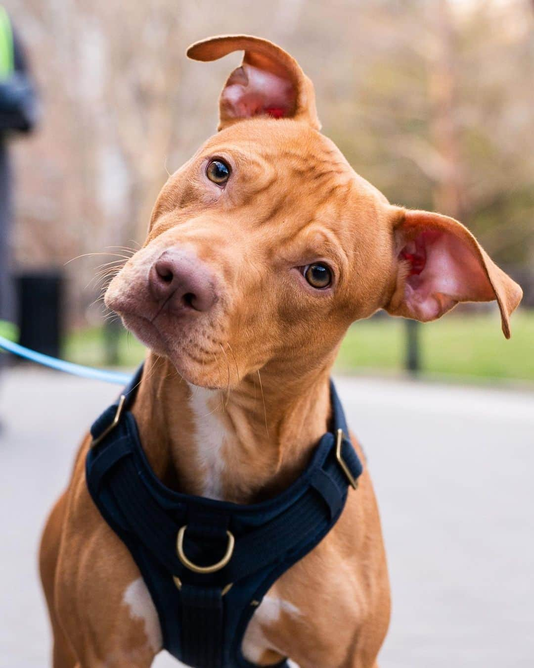 The Dogistさんのインスタグラム写真 - (The DogistInstagram)「ADOPTABLE: Patrick, Pit Bull mix (1 y/o), Washington Square Park, New York, NY • “We’re fostering him through NYC Second Chance Rescue. He’s super affectionate and loves to sit on your lap. He’s still learning to go to the bathroom outside, but we’re getting there.” Adoptable via @nycscr」4月5日 0時29分 - thedogist