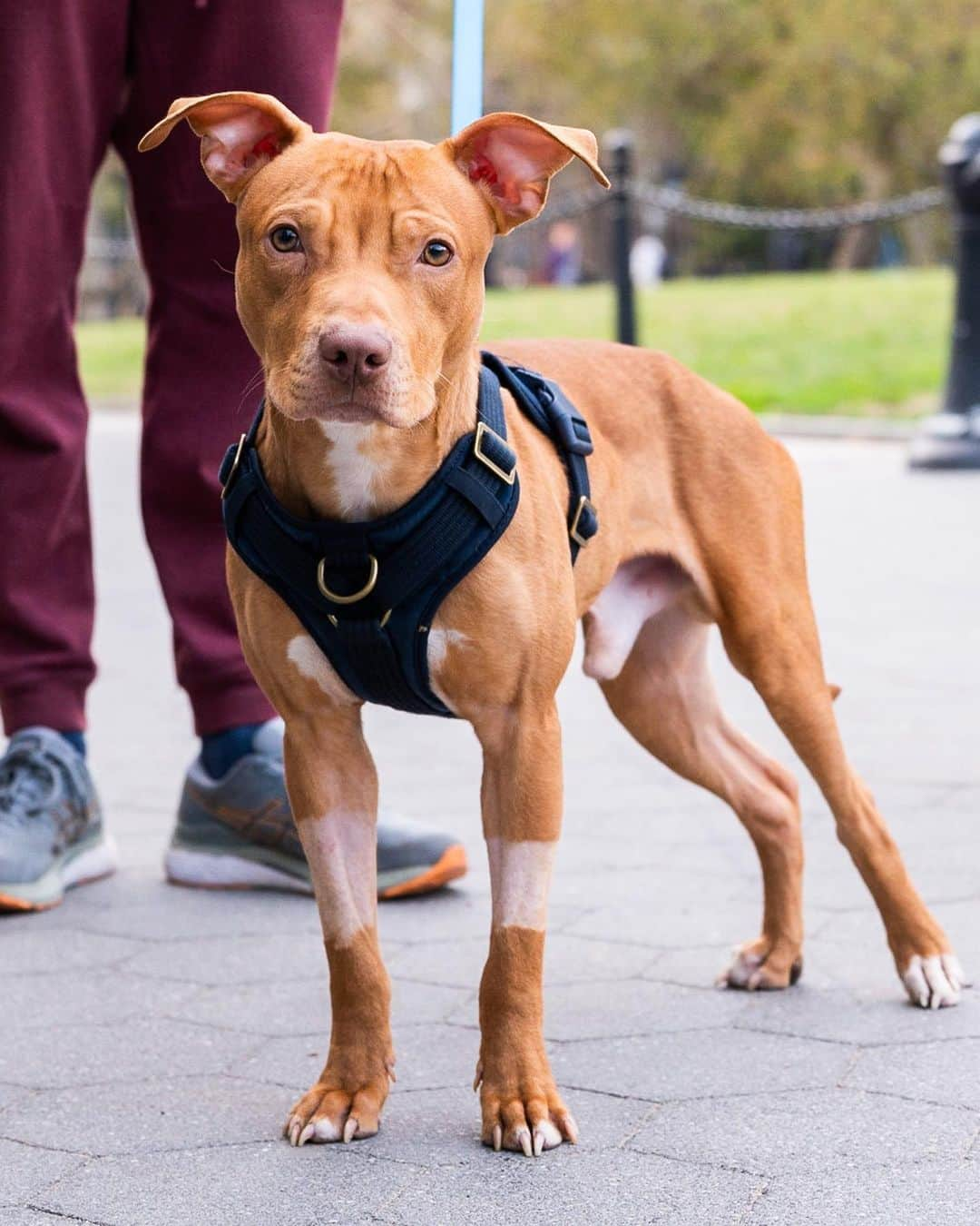 The Dogistさんのインスタグラム写真 - (The DogistInstagram)「ADOPTABLE: Patrick, Pit Bull mix (1 y/o), Washington Square Park, New York, NY • “We’re fostering him through NYC Second Chance Rescue. He’s super affectionate and loves to sit on your lap. He’s still learning to go to the bathroom outside, but we’re getting there.” Adoptable via @nycscr」4月5日 0時29分 - thedogist