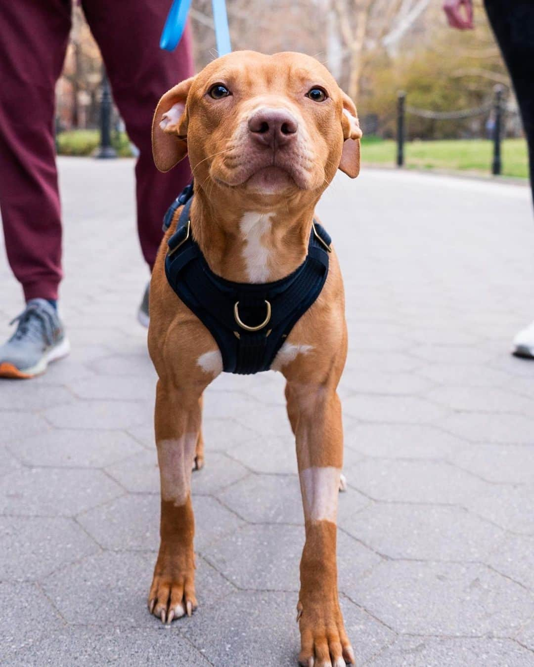 The Dogistさんのインスタグラム写真 - (The DogistInstagram)「ADOPTABLE: Patrick, Pit Bull mix (1 y/o), Washington Square Park, New York, NY • “We’re fostering him through NYC Second Chance Rescue. He’s super affectionate and loves to sit on your lap. He’s still learning to go to the bathroom outside, but we’re getting there.” Adoptable via @nycscr」4月5日 0時29分 - thedogist