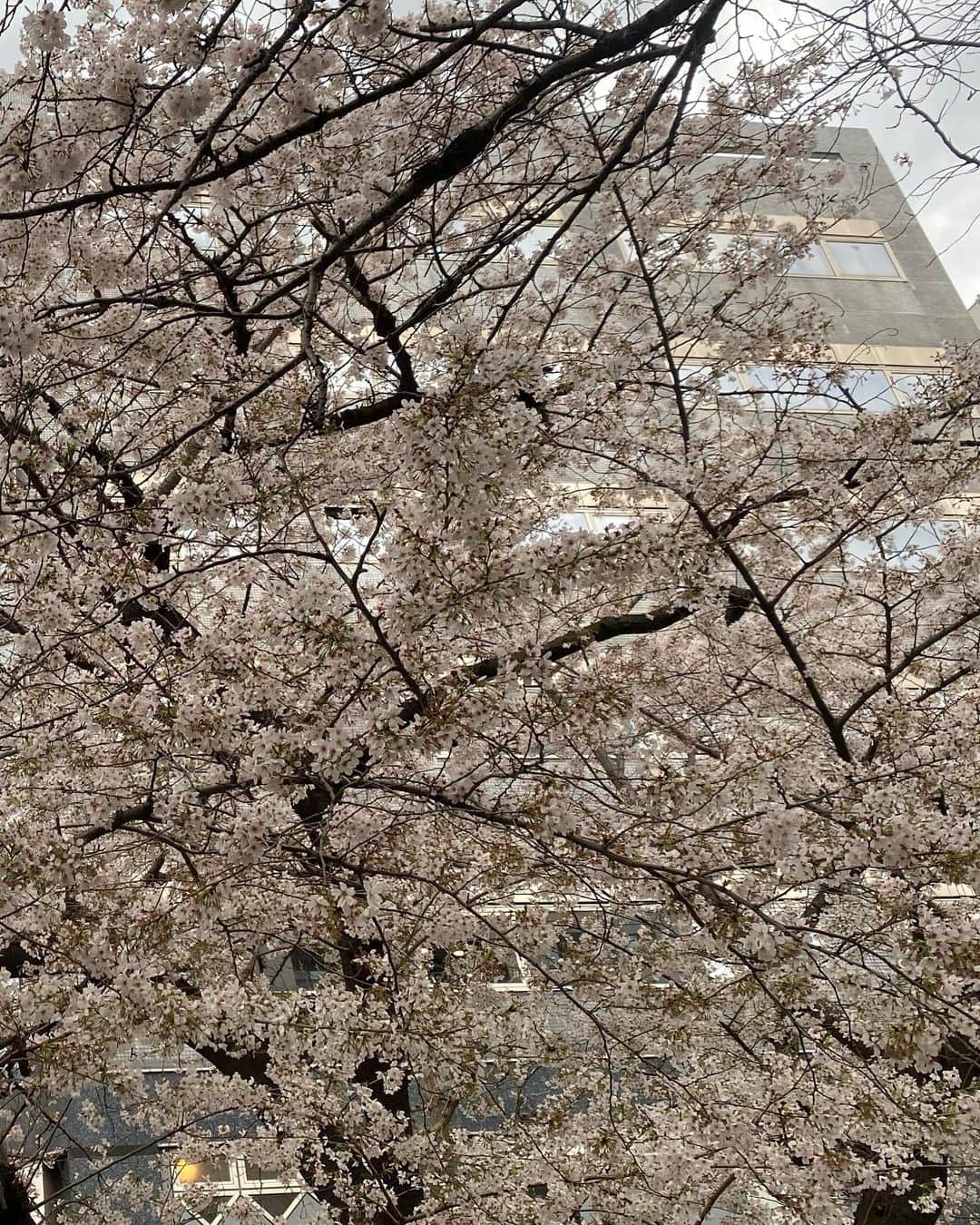 福山理子さんのインスタグラム写真 - (福山理子Instagram)「珠緒ちゃんとお花見🌸 みなさんは、お花見しましたか？桜って、やっぱり、いいね。嬉しくもなり、悲しくもなり 全て見ているサクラ ちょうど、サクラが待ってきて よい感じ🌸  #お花見 #サクラ #さとう珠緒 ちゃん #春 #友達っていいね #海苔チーズサンド  #あけぼの #香音寿」4月5日 0時40分 - rikofukuyama