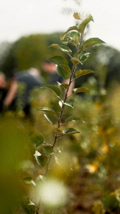 Moët & Chandon Officialのインスタグラム：「Sustainability beyond the vineyards. To support biodiversity formation in urban areas and raise awareness of the wider Natura Nostra program, we are planting pockets of diverse, native forest to restore biodiversity with SUGi.  @sugiproject #SUGi #NaturaNostra #MoetChandon  This material is not intended to be viewed by persons under the legal alcohol drinking age or in countries with restrictions on advertising on alcoholic beverages. ENJOY MOËT RESPONSIBLY.」