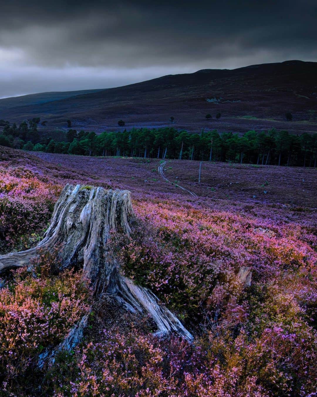 National Geographic Travelさんのインスタグラム写真 - (National Geographic TravelInstagram)「Photos by @jimrichardsonng | Evening falls over Mar Lodge Estate in early autumn in Scotland's Cairngorms National Park, as the heather is close to its best. That heather is so predominant on the Highland moors is not entirely natural; it's also the result of a couple of centuries of managing the land for the maximum production of grouse. Estates depend on grouse for a fair bit of their income, and grouse, whose numbers climb in areas where there is more heather, were a prime draw of the estate system in the first place. Mar Lodge is one of the estates actively trying to rebalance the ecosystem, looking at ways to bring back more trees to the Highlands. The old stump is symbolic of that loss of trees where Caledonian pine forests once stood. For more images of Scotland, follow me @jimrichardsonng.  #scotland #scottishhighlands  #heather #highlands #rewilding #Cairngorms」4月5日 1時00分 - natgeotravel