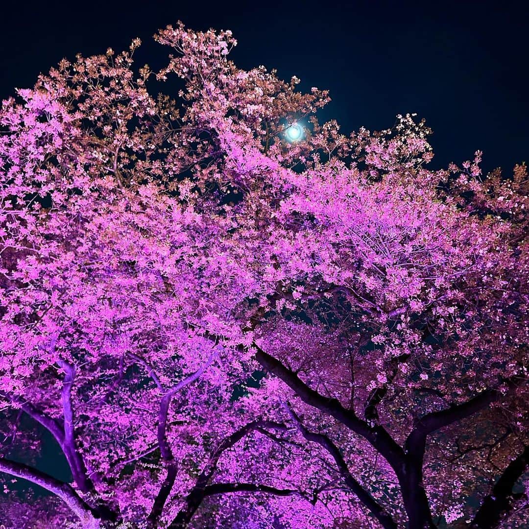 純名里沙さんのインスタグラム写真 - (純名里沙Instagram)「What a lovey SAKURA night🥹🌸  お友達が教えてくれたNAKED〜桜の新宿御苑へ行って参りました✨都会の真ん中と思えないWonder landは美しすぎました🌸✨  おしゃれな提灯を片手に☺️笑 ライトアップされた桜を巡る旅🌸✨ 素晴らしかったです‼︎  祈りのケセランパサランも飛ばして来ましたよ〜💠 入場は予約必須かと思いますがまだしばらく開催してるみたいなので、ご興味ある方は是非^ - ^おすすめ致します🌸✨ （全くお仕事と関係ないです笑）  そして昼間は久しぶりに上野、東京都美術館へも行き、ずーっと気になっていたエゴンシーレの展覧会を堪能、、🎨  お天気も良く、お天道様にも感謝の一日でした♡^ - ^✨  皆さまはどんな１日でしたか？ いい夜をお過ごしください🌙🌸  #ネイキッドインク #nakedinc #新宿御苑 #夜の桜吹雪 #最高でした #桜 #桜好き #sakura🌸 #素晴らしい照明 #アイデア #おすすめです☺️ #iphone加工なし写真  #iPhone14 #素晴らしい #月と桜の共演  #芸術の春🌸」4月5日 1時08分 - risajunna3158