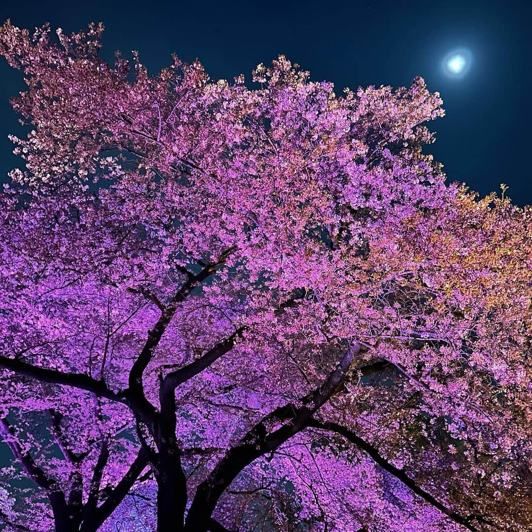 純名里沙さんのインスタグラム写真 - (純名里沙Instagram)「What a lovey SAKURA night🥹🌸  お友達が教えてくれたNAKED〜桜の新宿御苑へ行って参りました✨都会の真ん中と思えないWonder landは美しすぎました🌸✨  おしゃれな提灯を片手に☺️笑 ライトアップされた桜を巡る旅🌸✨ 素晴らしかったです‼︎  祈りのケセランパサランも飛ばして来ましたよ〜💠 入場は予約必須かと思いますがまだしばらく開催してるみたいなので、ご興味ある方は是非^ - ^おすすめ致します🌸✨ （全くお仕事と関係ないです笑）  そして昼間は久しぶりに上野、東京都美術館へも行き、ずーっと気になっていたエゴンシーレの展覧会を堪能、、🎨  お天気も良く、お天道様にも感謝の一日でした♡^ - ^✨  皆さまはどんな１日でしたか？ いい夜をお過ごしください🌙🌸  #ネイキッドインク #nakedinc #新宿御苑 #夜の桜吹雪 #最高でした #桜 #桜好き #sakura🌸 #素晴らしい照明 #アイデア #おすすめです☺️ #iphone加工なし写真  #iPhone14 #素晴らしい #月と桜の共演  #芸術の春🌸」4月5日 1時08分 - risajunna3158