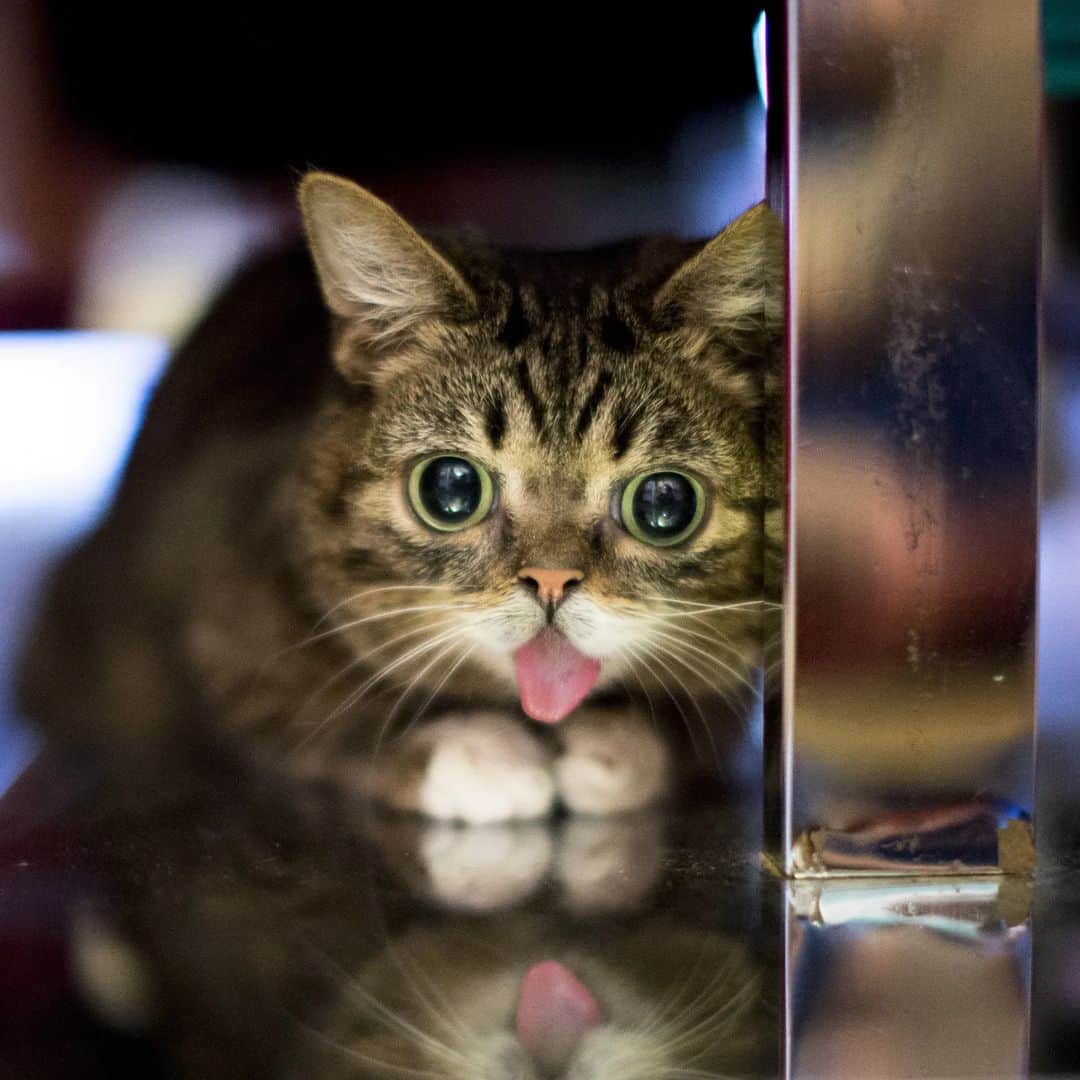Lil BUBのインスタグラム：「Behind those eyes lies an entire universe filled with science, magic, unconditional love, and yogurt. That's where I wanna go. #bestjobbub #lilbubforever #lilbub」