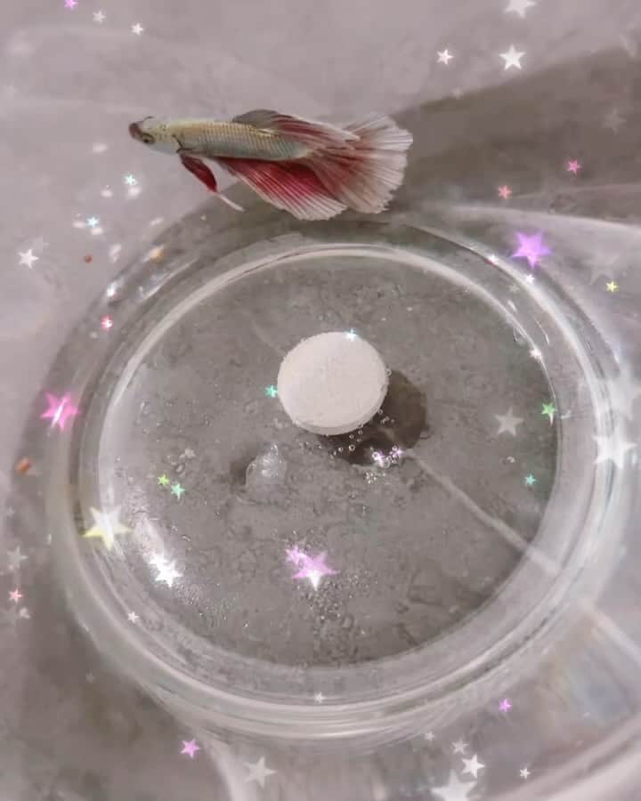 Rieco Iwaiのインスタグラム：「うちに来たペットをご紹介致します✨ 『おリン君』です🌸ベタっていう熱帯魚です❗️ こんなに美しい尾鰭が華麗なのに,闘魚なので オス2匹同じ水槽に入れるとどっちかが死ぬまで戦うそうです(雷)  おリン君はウチ来てママに喧嘩はゆるちまちぇんからね🙈 今日は初日なので警戒してるのでご飯食べませんでしたが、明日からリラックスできる音楽聞かせてあげたいと思います。  今素敵な水槽とブルーのキラキラの光るジャリ(キラキラ) そして蓮の花🪷がくるまで、料理用のボールに入れてます(moon amused) 観察してるとやっぱり夜は眠いみたいで動きが止まっています🌙😌  #ベタ #ペット」
