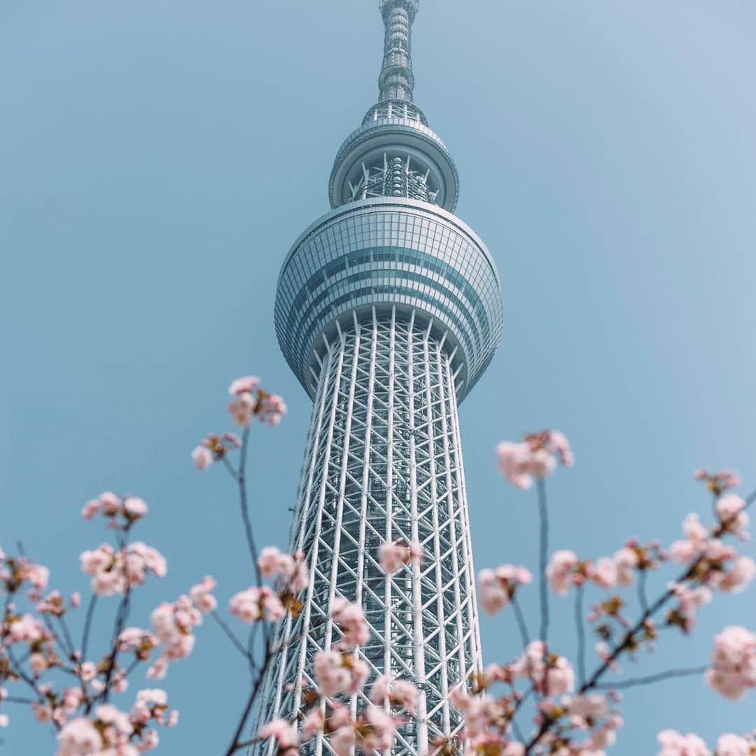 PicLab™ Sayingsさんのインスタグラム写真 - (PicLab™ SayingsInstagram)「Cherry Blossom season might just be our favorite of all. 🌸 We’ve rounded up a list of one-of-a-kind visits for cherry blossom viewing in Japan at the link in our bio. Whether you are looking for destinations that are more under the radar, or the most popular festivals and events, we’ve got it covered!」4月5日 2時05分 - paradise