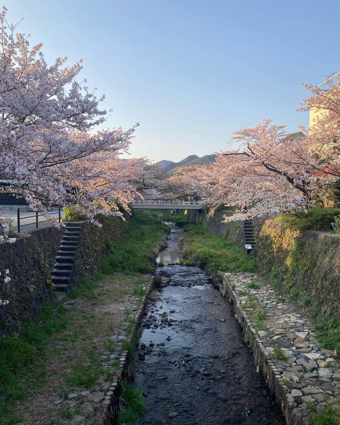 道重佐保さんのインスタグラム写真 - (道重佐保Instagram)「今年も一の坂川の桜並木、お散歩出来ました🌸 半袖でも気持ちいいくらいのお天気〜！  #母撮影 #撮りあいっこしておりました #写真まだあるのでつづきます🤲  #おいでませ山口#やまぐちいいとこ#山口県#山口市#山口観光 #sakura#cherryblossom#桜#🌸#spring #hotasian#asianbeauty#asianbabe#blackhair#asiangirls#portrait#bodymake#japanesegirl⁡#人像攝影#被写体⁡#健康美#彼女感#日本的#道重佐保#michishigesaho」4月5日 11時40分 - sahomichishige