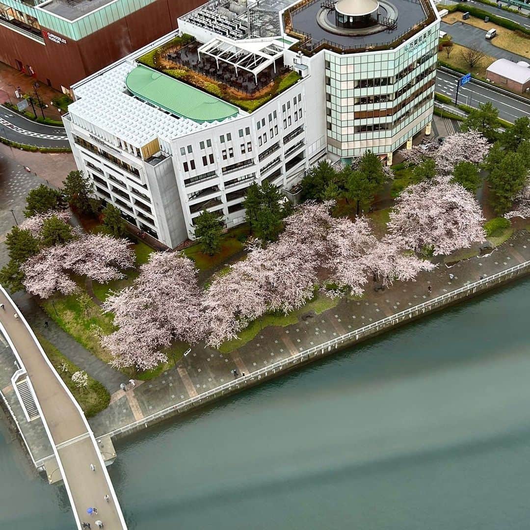 のインスタグラム：「・ 31階からの桜🌸 入学祝いや就職祝いなど様々なお祝いの御席に是非ご利用くださいませ。  #intercontinentalyokohamagrand#ヨコハマグランドインターコンチネンタルホテル#みなとみらい#みなとみらいホテル#横浜#横浜ホテル#中国料理#中国料理カリュウ#広東料理#モダンチャイニーズ#横浜ランチ#みなとみらいランチ#横浜ディナー#みなとみらいディナー#桜」