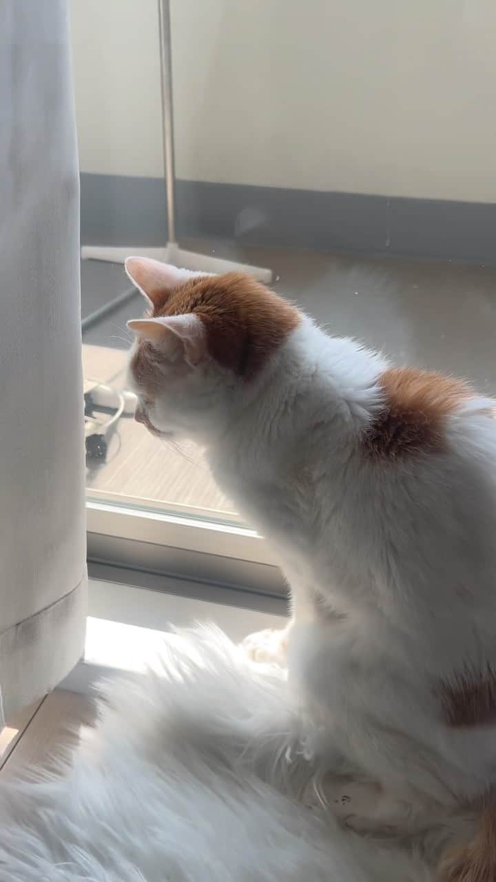 のインスタグラム：「#猫　#catstagram #cat #にゃんすたぐらむ　#猫のいる暮らし #老猫」