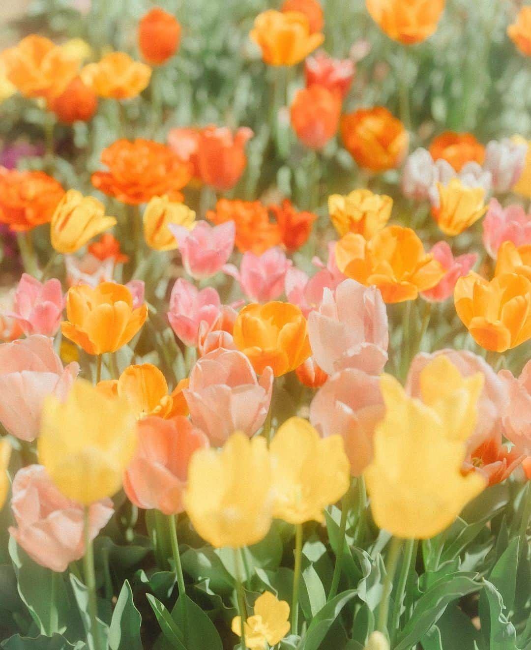 田村良太さんのインスタグラム写真 - (田村良太Instagram)「桜だけがチヤホヤされていて、チューリップが可哀想なので撮りました☺️ （桜の名所に行けてないだけ）  そして撮影がありましてロケバスにて📸 もう少し暑くなってきた頃に内容はお伝えできるかと☺️   #チューリップ  #sonyalpha  #fx3 #a7siii  #fe50mmf12gm」4月5日 11時51分 - billy.tamura