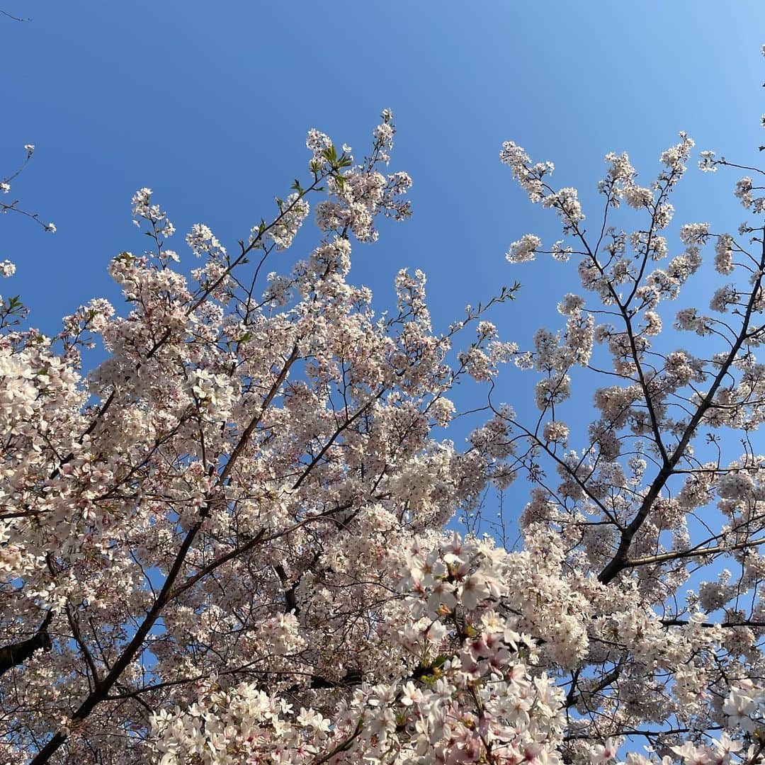 椎名美月さんのインスタグラム写真 - (椎名美月Instagram)「美しくてすぐ散るから毎年人は写真を撮るのか」4月5日 11時58分 - mizkiss
