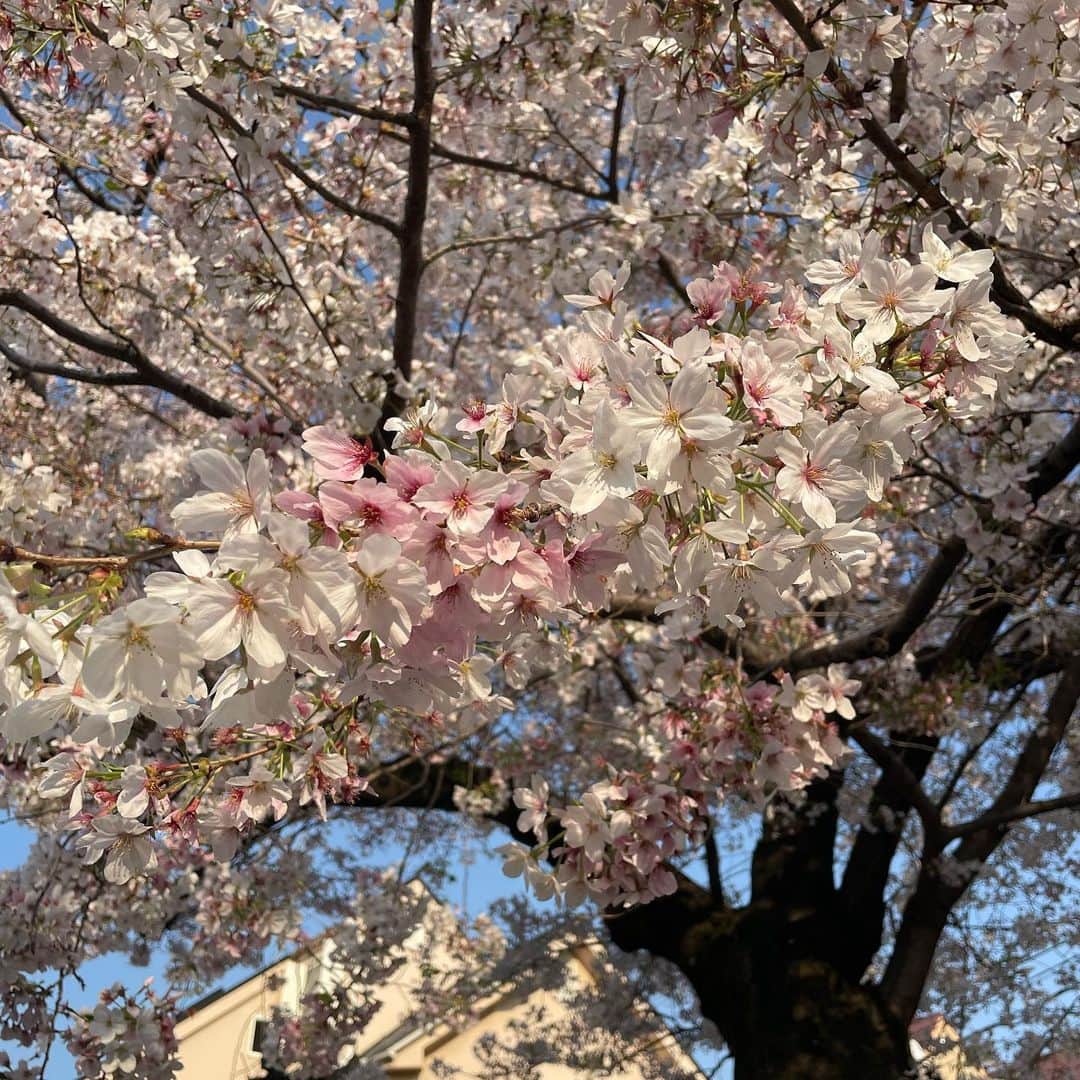 椎名美月さんのインスタグラム写真 - (椎名美月Instagram)「美しくてすぐ散るから毎年人は写真を撮るのか」4月5日 11時58分 - mizkiss