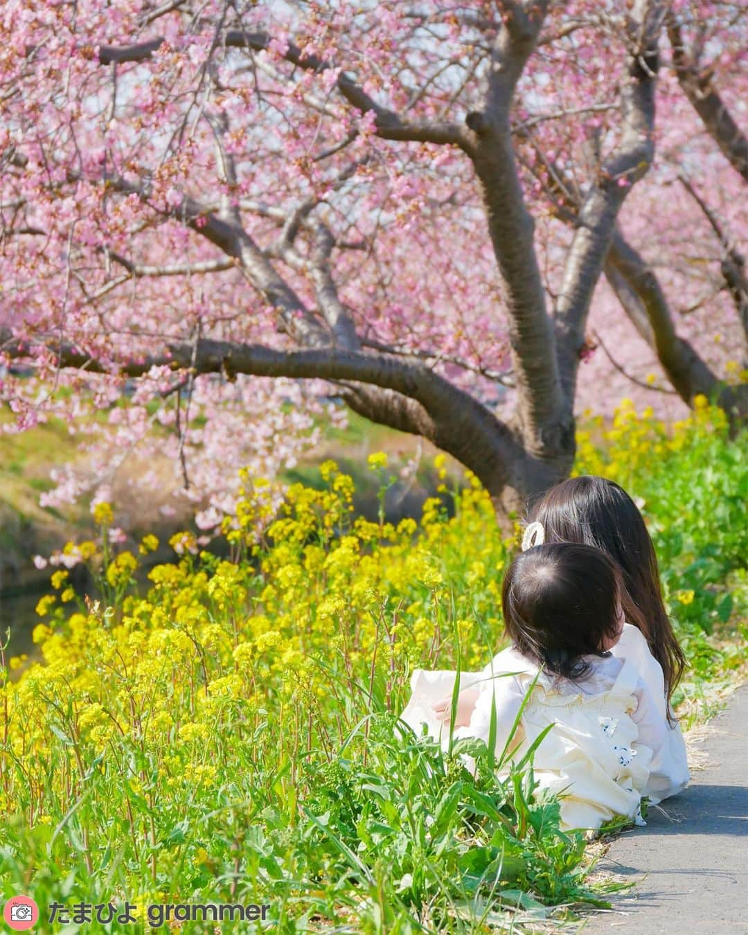 【公式】たまひよ編集部さんのインスタグラム写真 - (【公式】たまひよ編集部Instagram)「＼かわいい～っ！と思ったらコメント欄の❤でぜひ教えてね🐣／  ========== みんなの「春が来た！」🌸 赤ちゃんと一緒に、楽しい「春」レポ ==========  今年は関東では雨の日も多かったのですが、お花見に行けましたでしょうか？🌸🍡 たまひよグラマーの皆さんの素敵な「春が来た」の様子をご紹介します。 赤ちゃんと一緒の「春」レポを見て、春気分を楽しみましょう♪   ＜2枚目＞ @cancun_beach09 さん 桜✖️袴に憧れてたということですが、とても素敵な写真になっていますね！✨ 台に乗って撮の撮影は、3,2,1,go!!!と数を数えたら止まってくれるという法則を編み出したそうです。  ＜3枚目＞ @riichan1203 さん 近くの公園へお散歩に行ったそうです。 抱っこ紐の中に入っているのかな？　この月齢ならではプニプニのほっぺがとってもキュートですね😍  ＜4枚目＞ @mar30kh さん 河津桜と菜の花のコンビがとっても春らしいですね！ 姉妹がお隣同士で座っている背中にもキュン💕とします。  ＜5枚目＞ @paaan528 さん 色鮮やかなチューリップ畑🌷で楽しそうにお散歩。 目線のすぐ先に広がるきれいなお花は、きっとお子さんの記憶に残ったのではないでしょうか。 春には桜以外にも見るのが楽しみなお花がたくさんありますね！  皆さんも赤ちゃんと一緒にたくさんの春を楽しんでくださいね。  ●記事内容でご紹介している投稿、リンク先は、削除される場合があります。あらかじめご了承ください。 ●記事の内容は記載当時の情報であり、現在と異なる場合があります。  ------------------------ ＼写真や動画を募集中！／ ①「#たまひよ」のハッシュタグ＆②「@tamahiyoinsta」のメンションをつけて投稿していただくと、あなたの投稿が紹介されるかも！ 妊娠中や子育ての素敵な時間や残しておきたい瞬間を、ぜひたくさん投稿してくださいね♪  ＼ #公式たまひよグラマー 募集中！／ 編集部と一緒に、Instagramで活躍してくださる公式たまひよグラマー（たまひよgrammer ）を募集します。 妊娠・出産・育児についてのあれこれを発信していただくほか、商品モニター やイベントへの参加の機会も！ 好奇心旺盛でインスタへの投稿を頻繁にしている方、大歓迎です！ ※応募は、プロフィール画面のURLをチェック → @tamahiyoinsta ------------------------  #チーム出産育児 #たまごクラブ #ひよこクラブ #プレママ #プレパパ #新米ママ #新米パパ #たまひよデビュー #赤ちゃんのいる暮らし #ひよこクラブデビュー #新ママさんと繋がりたい #春が来た #春のお出かけ #春の花 #季節の花 #季節を楽しむ #桜 #チューリップ #菜の花　#記念写真」4月5日 12時00分 - tamahiyoinsta