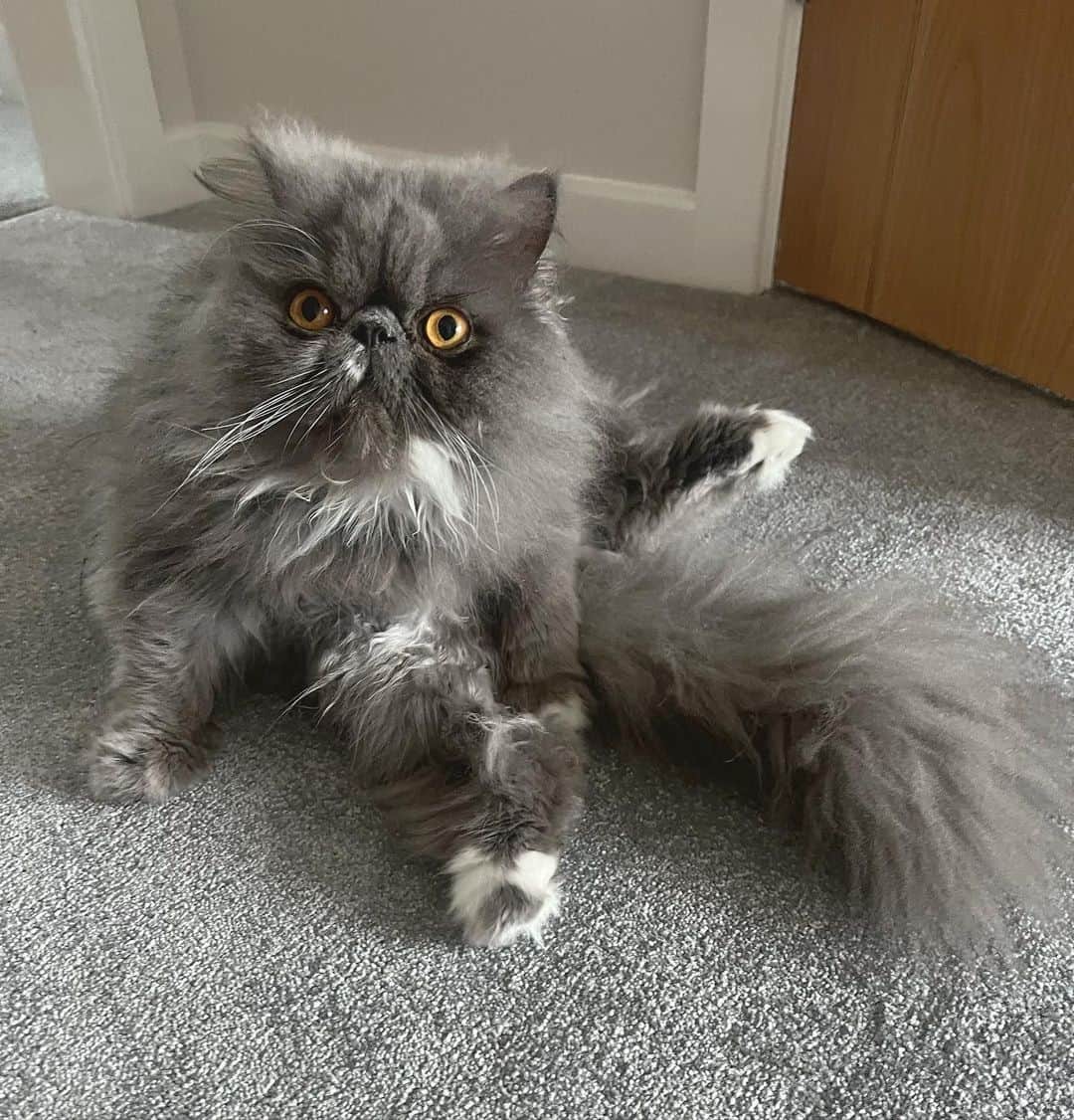 のインスタグラム：「Yoga anyone?? 🧘   @pablo_thepersian   #meowed #pablothepersian #catyoga #yoga #flexiblecats #cutecats #cat #persians #yogainspiration #yogaposes」