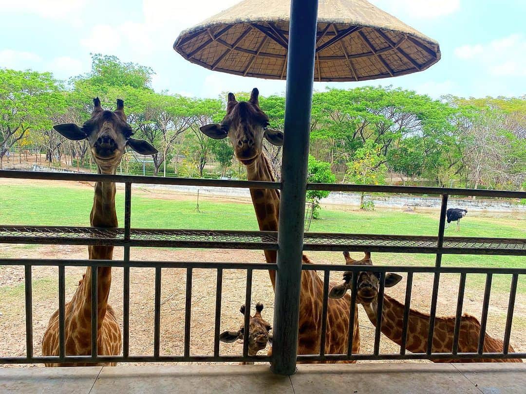 yuiのインスタグラム：「. . 家族総出(おそらく家族)🦒でお出迎えしてくれました！ .  ジラフいっぱい🦒🦒と娘が大喜び❤️ こんな近くまで来てくれて私もビックリ😳 . .餌やりもして、もう貰えないと分かると凄い速さで去っていきました😅🦒🦒 . #ゆいのママライフ」