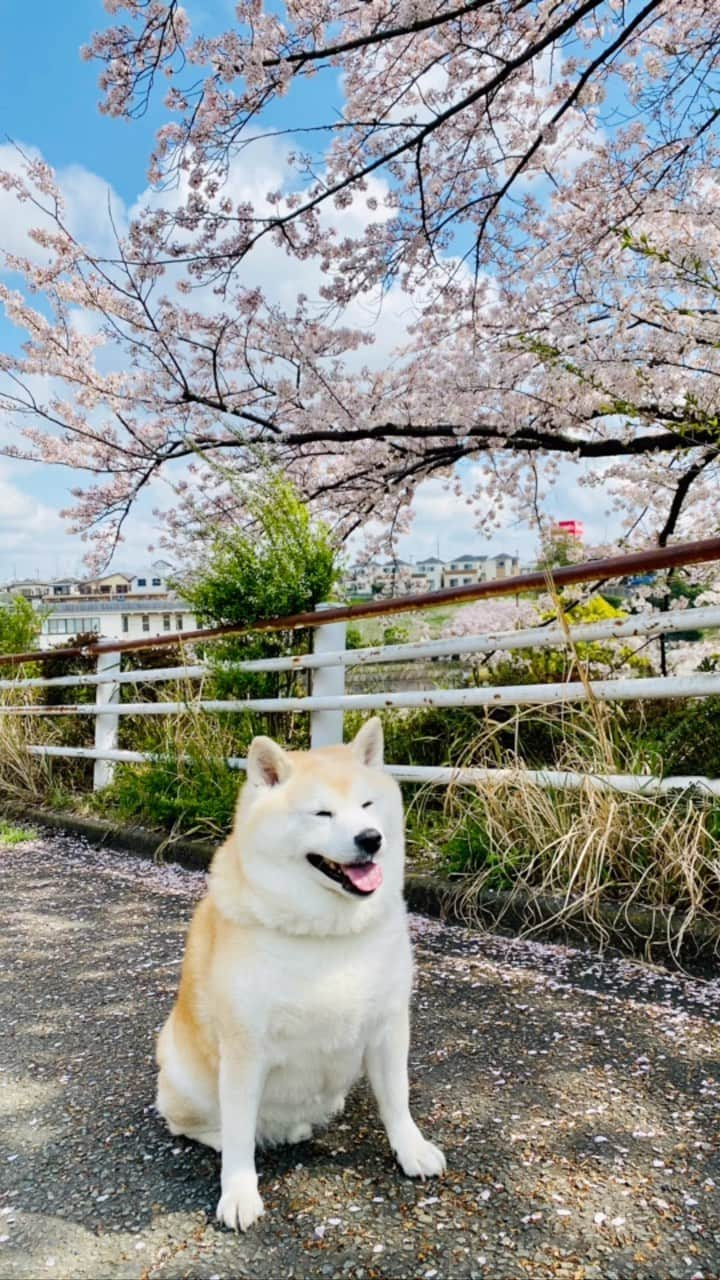 Kazumi-Gakumamaのインスタグラム