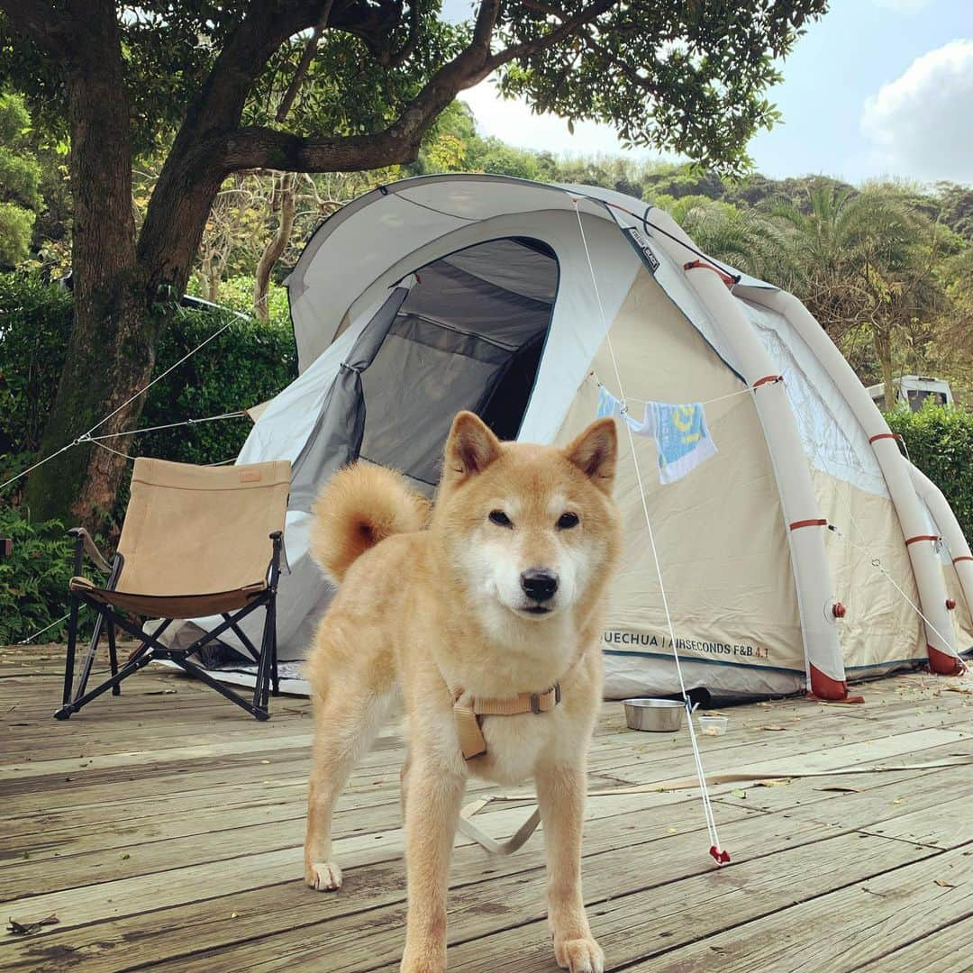 Coffeeのインスタグラム：「2023.04.03 三天兩夜露營解鎖⛺️ #coffee_and_apple  #12歲咖啡」