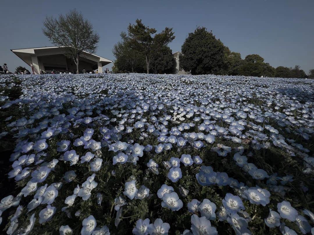 日下裕江のインスタグラム：「ネモフィラ❀.*･ﾟ  芝桜かと思ったら ネモフィラというみたいꔛ‬ꕤ*｡ﾟ  舎人公園では有名なのかな？  綺麗だったな〜✨  暖かい昼間から ビール🍺  美味しかったです😋✨  #ネモフィラ #ネモフィラ畑  #舎人公園 #お花見 #花 #春 #快晴 #昼間からビール」