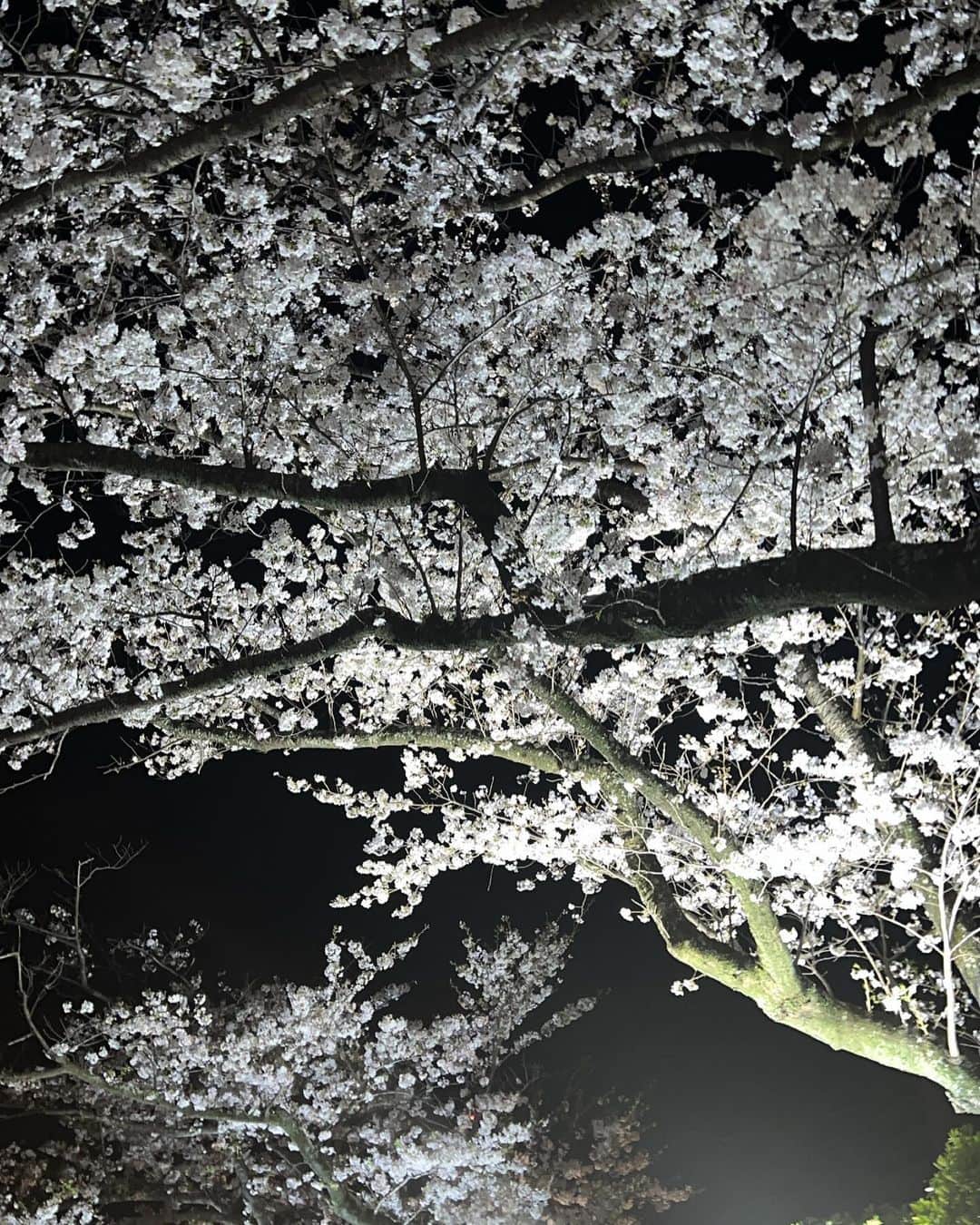 太田紅葉さんのインスタグラム写真 - (太田紅葉Instagram)「#浜松城公園  先日さくらまつりが開催されている浜松城公園に行ってきました🌸  昼間の桜も綺麗ですが、夜桜も風情があって良いですよね🥺  さくらまつりは4月9日まで行われているので、桜が散る前に皆さんぜひ😊🌸  #紅葉 #太田紅葉  #静岡 #浜松 #桜 #夜桜 #sakura #cherryblossom #浜松城 #どうする家康 #大河ドラマ」4月5日 12時52分 - kurehaota_