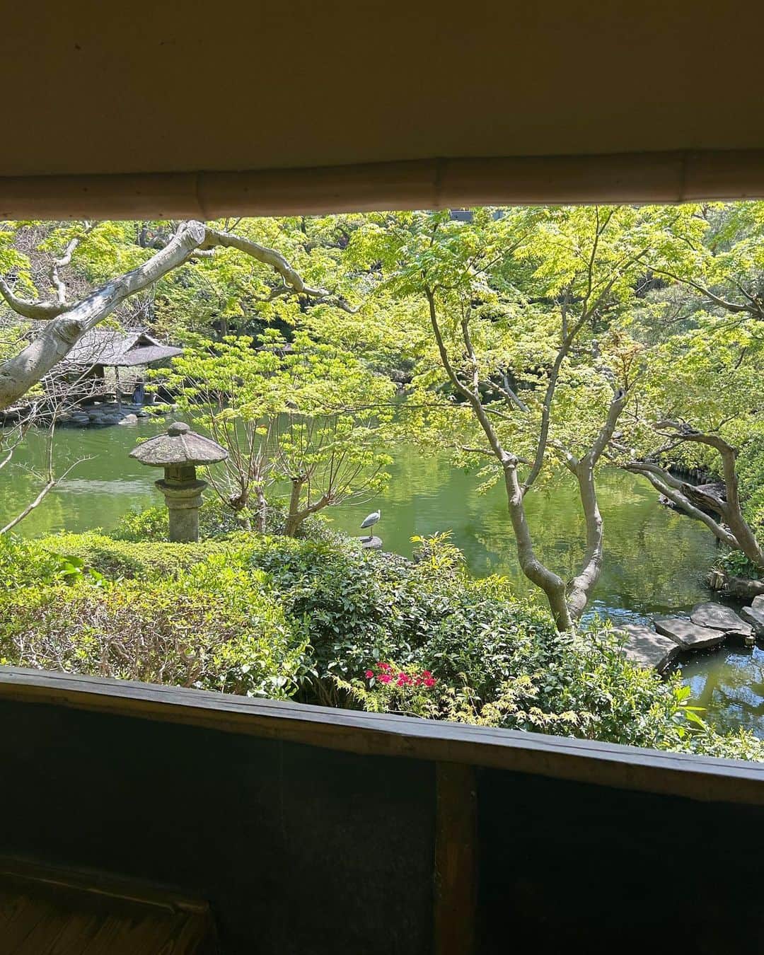 三原勇希さんのインスタグラム写真 - (三原勇希Instagram)「lovely birthday💚🕊🌿 新緑といきものを、生命大好きニスト @chumyukino とひたすら愛でた…  だいすきな日本庭園も自然教育園も、ゆきのと歩くと5倍たのしい🟢ボウイの映画も観た💚 すきな色はみどりとあお🌱💧」4月5日 12時53分 - yuukimeehaa