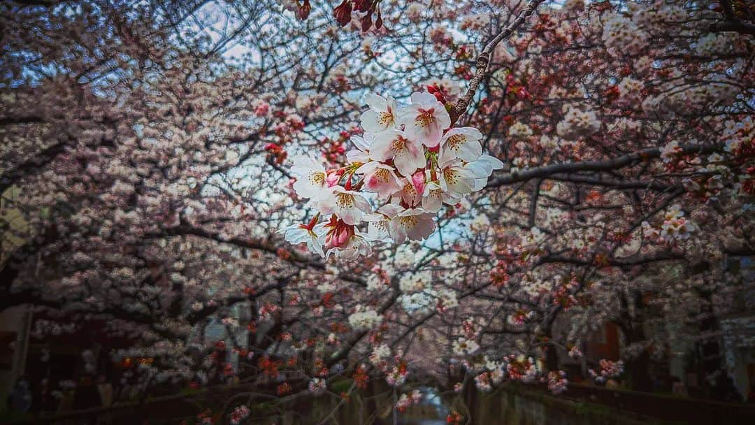 キッズラインさんのインスタグラム写真 - (キッズラインInstagram)「#🌸」4月5日 4時31分 - keiiiich