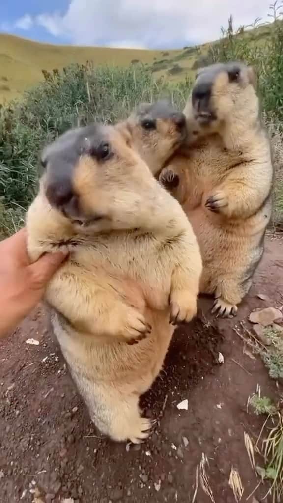 WildLifeのインスタグラム：「Will you squeeze them? 🫢😍 Via iz6fvkb Tiktok」
