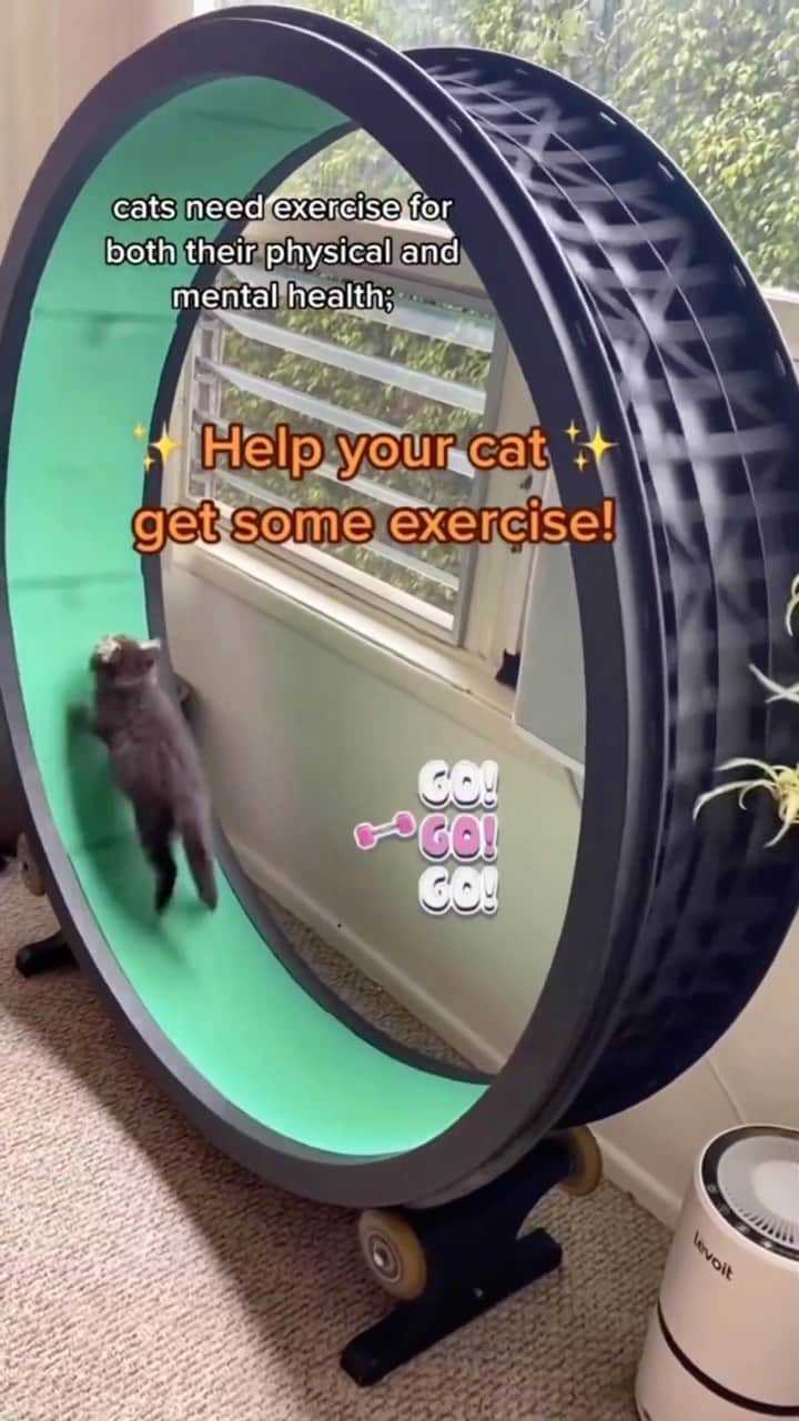 Fresh Stepのインスタグラム：「Want to keep your kitty happy and healthy? Heed these cat exercise tips via cat expert Samantha Bell from +bestfriendsanimalsociety 🐈💨  #cat #cats #kittycat #cattok #Kitten #CatLover #Kitty #CatLife #CatLove #CatoftheDay #LoveCats #HappyCat #freshstep #freshsteplitter #cattips #cathealth #healthcat #catexercise #catplay」